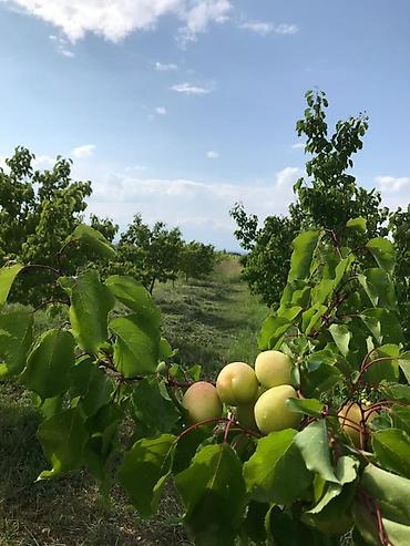 выкуп участка: 350 соток, Для строительства, Красная книга — 10
