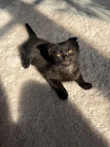 скоттиш фолд черный цена: Кошка даром: Скотиш Фолд (Шотландская вислоухая), 3 месяца, Мальчик, Метис, Приучена к лотку — 1