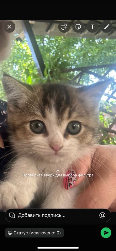 домик для кошек: Кошка даром: Бирманская, 2 месяца, Девочка, Проглистована
