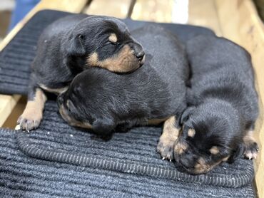 İtlər: Doberman, Erkek — 2