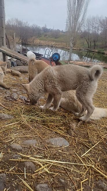 Продажа собак: Щенки Заподносибирской лайки, крепкие, с плотной шерстью, стоячими — 16