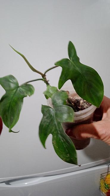 Хойи: Коллекционные хоии (Hoya) – несколько разновидностей в горшках и — 17