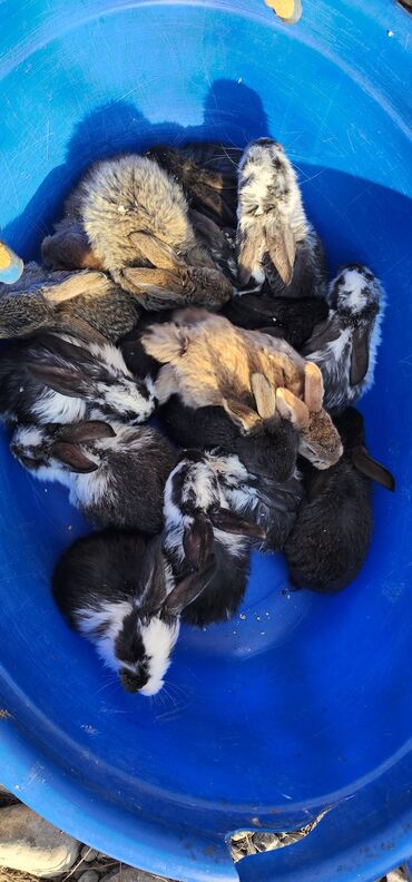 Кролики: Продаю | Крольчата | Серый великан | Для разведения | Племенные — 6