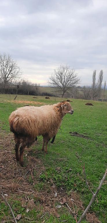 Qoyunlar, qoçlar: Şişək satılır -da lalafo.az — 2 Qoyunlar, qoçlar: Şişək satılır — 2