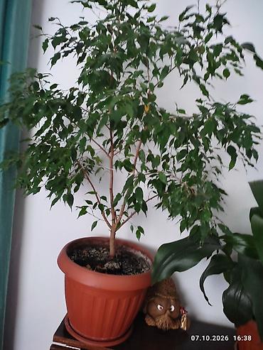 Фикусы: Комнатные растения в горшках: 1) Фикус Бенджамина (Ficus benjamina) - — 7
