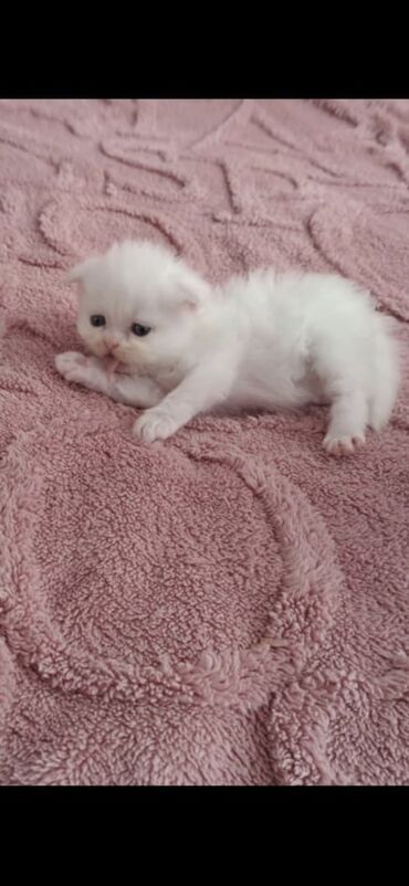 Pişiklər: Şotland yastı qulaq — 22