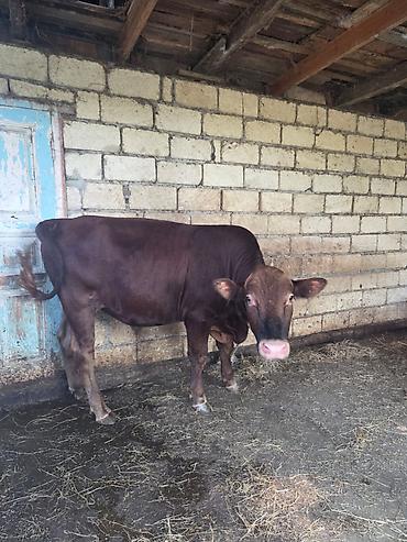 tap az goyercin satisi: Salam Erkek Etlik Dana Datilir Hardasa 170 180 kq eti var qiymet 3400 — 3