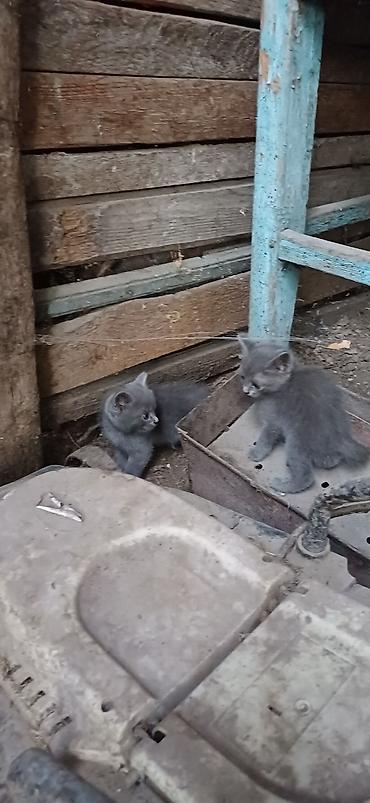 Мышыктар: Отдам котёнка в добрые руки. Есть 4 котёнка. 2 кота и 2 кошки.Окрас — 2