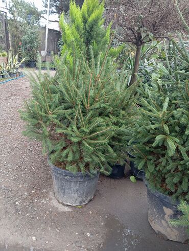 Ağaclar: Yeni il şamları 🌲 dibçəkdə ofis,ev 🏠 və bağ 🪏 üçün uyğundur.Təbii — 11