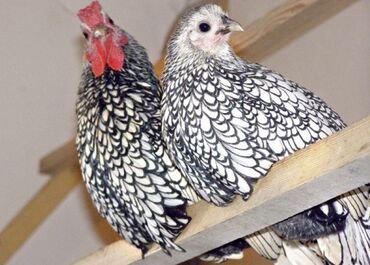 суточные цыплята бройлеры купить: Продаю | Куры | Для разведения