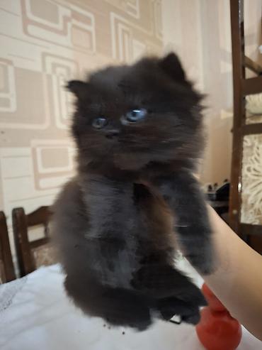 Pişiklər: Fars, Dişi, Ünvandan götürmə — 2