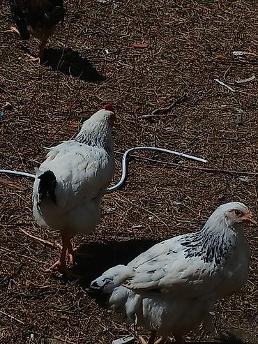 Toyuqlar: ‼️ Təcili Satılır ‼️ 53 ədəd tam sağlam 4.ay yarımlıq colpalar — 15