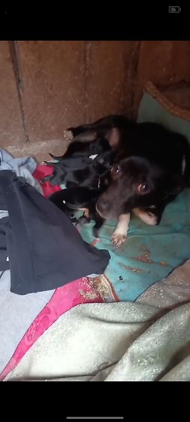 İtlər: Zvanok it balaları — 10