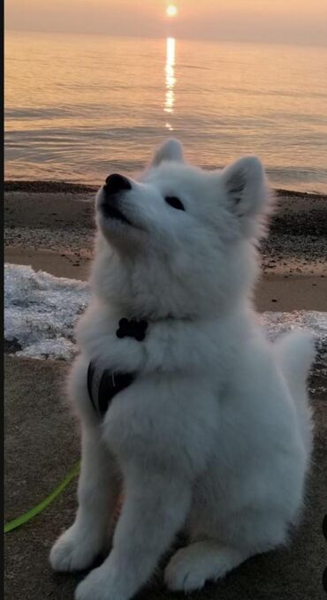 it üçün xalta: Samoyed, 2 ay, Erkek, Sənədli, Ünvandan götürmə, Pulsuz çatdırılma, Ödənişli çatdırılma