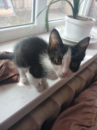 рэгдолл цена бишкек: Мышык бекер берилет: Породасыз, 4 айлык, Ургаачы, Лотокко барууга үйрөтүлгөн