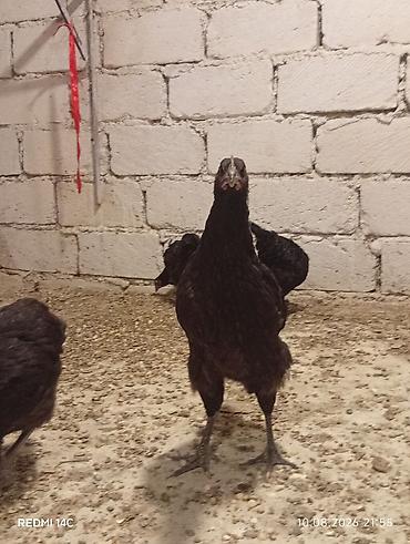 heyvanlar və balaları: Toyuq, Damazlıq, Ödənişli çatdırılma — 5