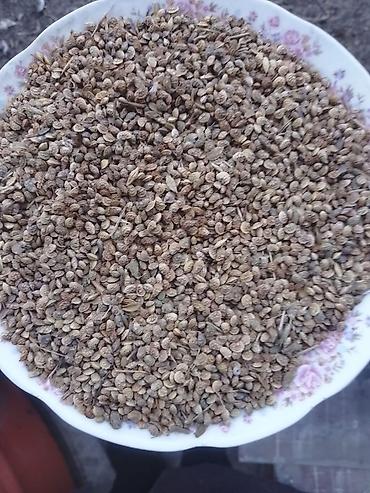 epimedium bitkisi satisi: Məhsul: Esparset (Sainfoin) Xaşa toxumu Təsvir: - Çoxillik yem və — 1