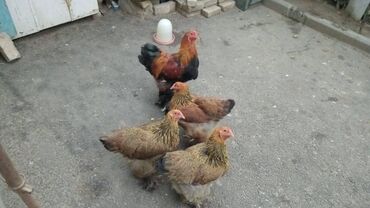 brama toyuqlari satisi: Курица, Brama, Для мяса