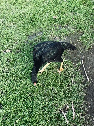 Cücələr: Toyuq cücələri, Damazlıq — 7