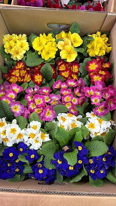 Герани и пеларгонии: Комнатные цветы в горшках — ассортименты расцветок - Цикламен — 12