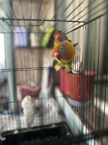 амур рыба: Пара неразлучников (Agapornis) в клетке. - Окрасы: один птиц зеленый — 2
