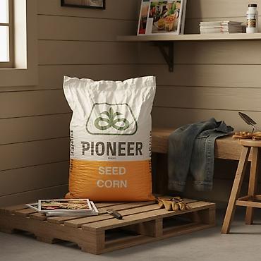 продаю ферму: Кукуруза в початках (гибридная, бренд Pioneer Seed Corn) - Вид — 3