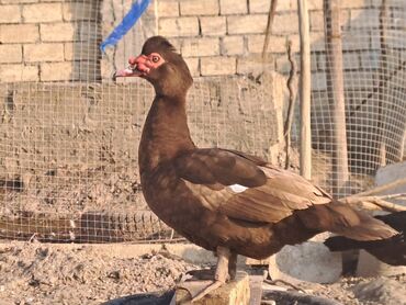 İçkilər: Lal ördəklər satılır qiymət saya və cinsinə görə dəyişir