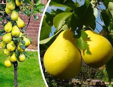 Груша: Плодовые деревья колоновидные яблонигруши персики at lalafo.kg — 5 Груша: Плодовые деревья колоновидные яблонигруши персики — 5