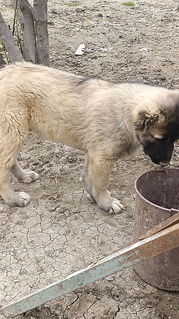 İtlər: Kanqal -da lalafo.az — 10 İtlər: Kanqal — 10