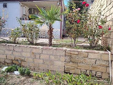 Həyət evləri və villaların satışı: NOVXANL BAĞLARI DƏNİZ KƏNARI 12 DAŞ KÜRSÜLÜ QİYMƏTDƏ ENDİRİM OLUNACAQ — 12