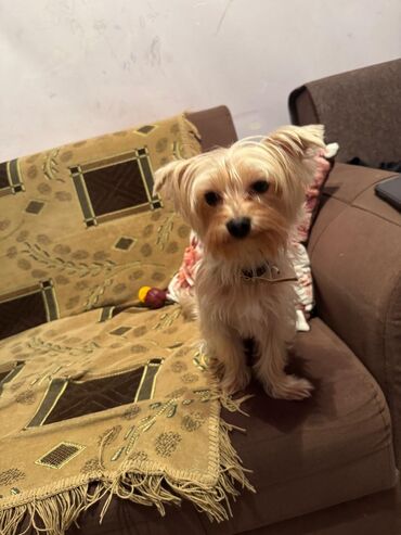 сколько стоит собака чихуахуа: Йоркширский терьер