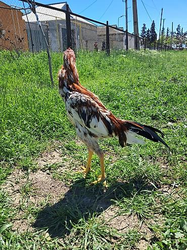 Xoruzlar: Sahibləndirilir — 10