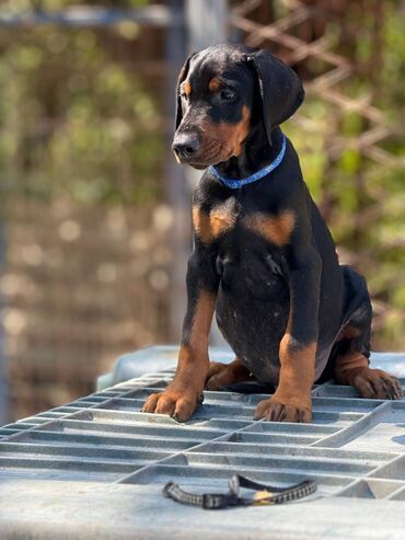 Psi: Prodaju se prelepi štenci dobermana, rodjeni 02.07.2025. Štenci su — 6