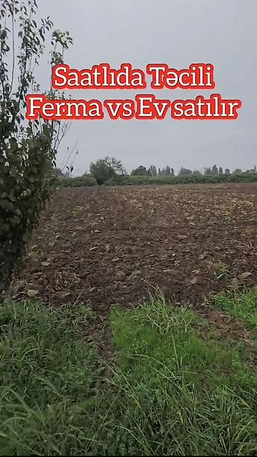 1 otaqli heyet evleri: Satılır: Saatlı rayonu, Bəylər kəndində ferma və yaşayış evi kompleksi — 6