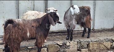 keci heyvan: Heleb cis kecler cut 1yaslari olmayib cox boykduler hevlar goz — 4