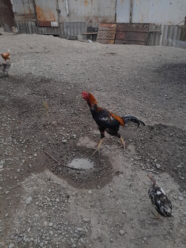 Xoruzlar: Məhsul: Xoruz (yerli döyüş/əsilzadı tipli) Təsvir: - Uzun bədənli — 7