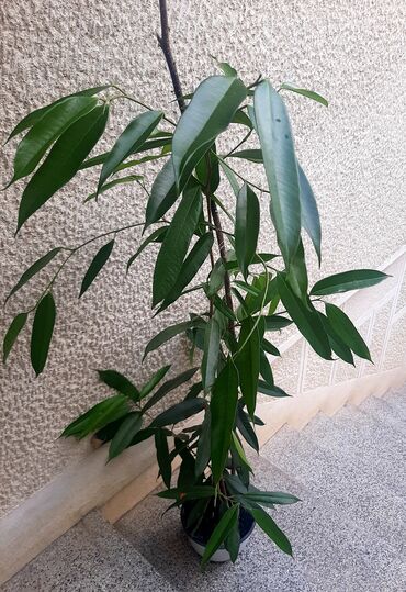 decije sobe za devojcice forma ideale: Tamno zeleni Benžamin Bendžamin (ficus benjamin) je dekorativna sobna