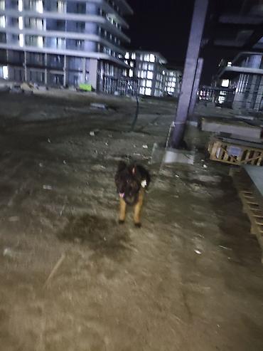 İtlər: Alman çoban iti, 1 il, Erkek, Sənədli, Ünvandan götürmə, Pulsuz çatdırılma, Ödənişli çatdırılma — 6