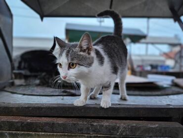 Mačke: Sivobela lepotica traži dom pre zime - Bresplatno U okolini Loznice — 5