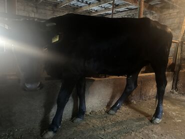 Коровы, быки: Продаю | Тёлка | Алатауская | Для разведения | Привязанные