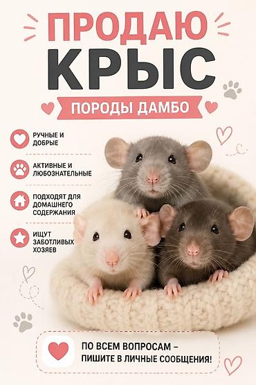 белая крыса: Домашние крысы породы дамбо. - Ручные и добрые, легко идут на контакт — 1