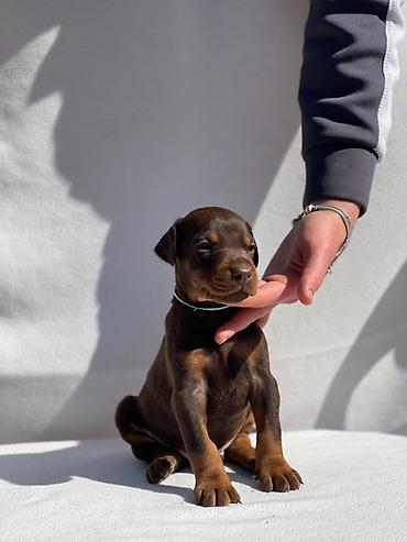 Psi: Štenci dobermana oštenjeni 13.02.2026. Očišćeni od parazita — 7