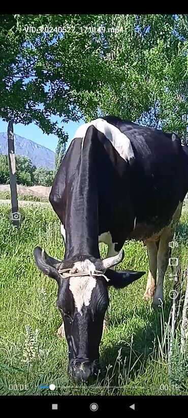 Коровы, быки: Продаю | Корова (самка) | Голштин | Для разведения, Для молока | Стельные, После отела