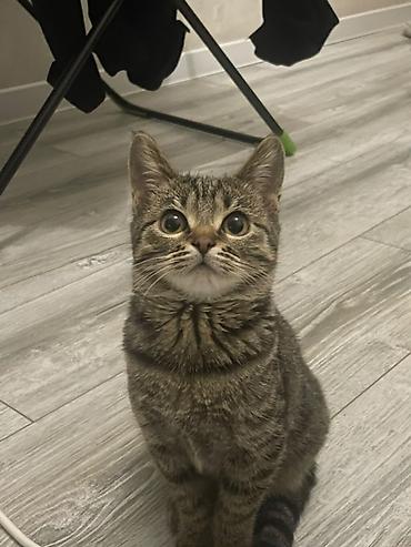 кошка без шерсти: Домашний котёнок, короткошёрстный, тигровый (коричнево-серый табби) — 1