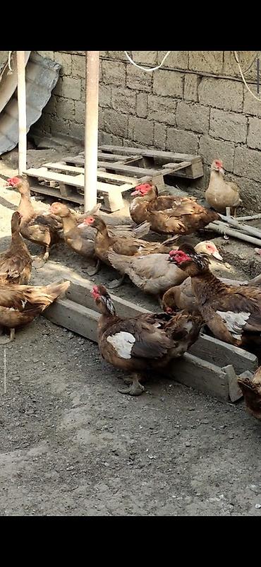 ordəyi: Krasnadar və lavanta sortu lal ördəy yumurtaları Tam mayalı və iri — 4