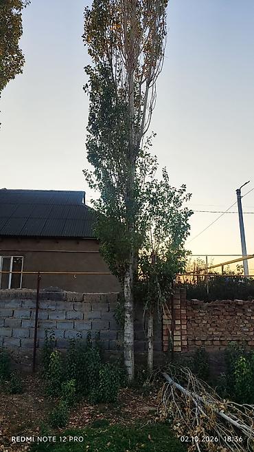 Бактарды кыюу, отундарды даярдоо: Отдам деревья бесплатно кому надо распил бесплатно — 2
