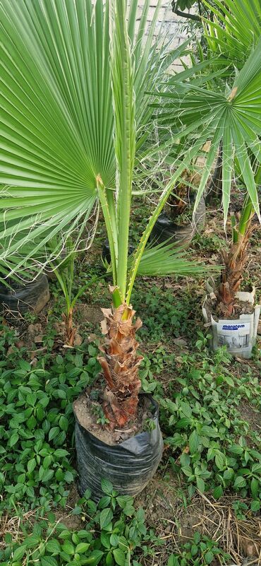 Ağaclar: Vaşınqton palma ağacları satılır qiymətlər palmaya görə dəyişir 10 -da lalafo.az — 18 Ağaclar: Vaşınqton palma ağacları satılır qiymətlər palmaya görə dəyişir 10 — 18