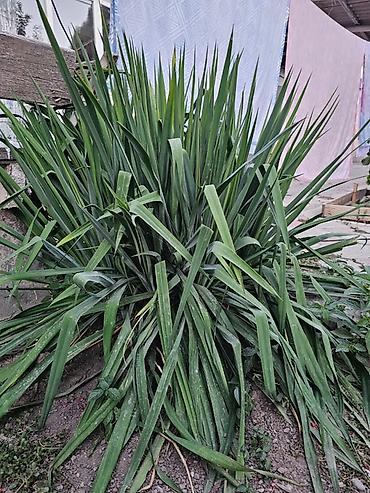 початки кукурузы: Юкка садовая (Yucca filamentosa) — декоративное многолетнее растение — 5