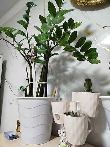 Денежное дерево: Замиокулькас (Zamioculcas zamiifolia) в декоративных горшках,2 горшка — 6