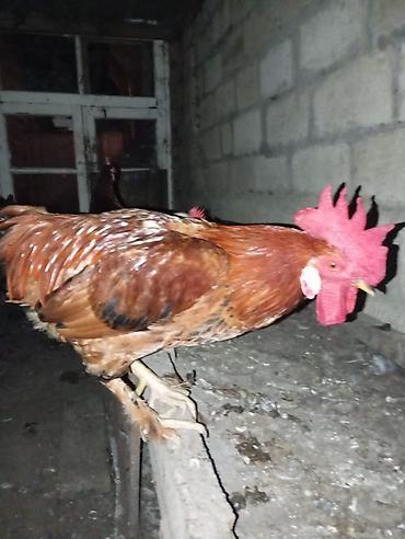 Xoruzlar: : Təmiz kənd şəraitində yemləndirilmiş, tam sağlam və aktiv xoruz — 2